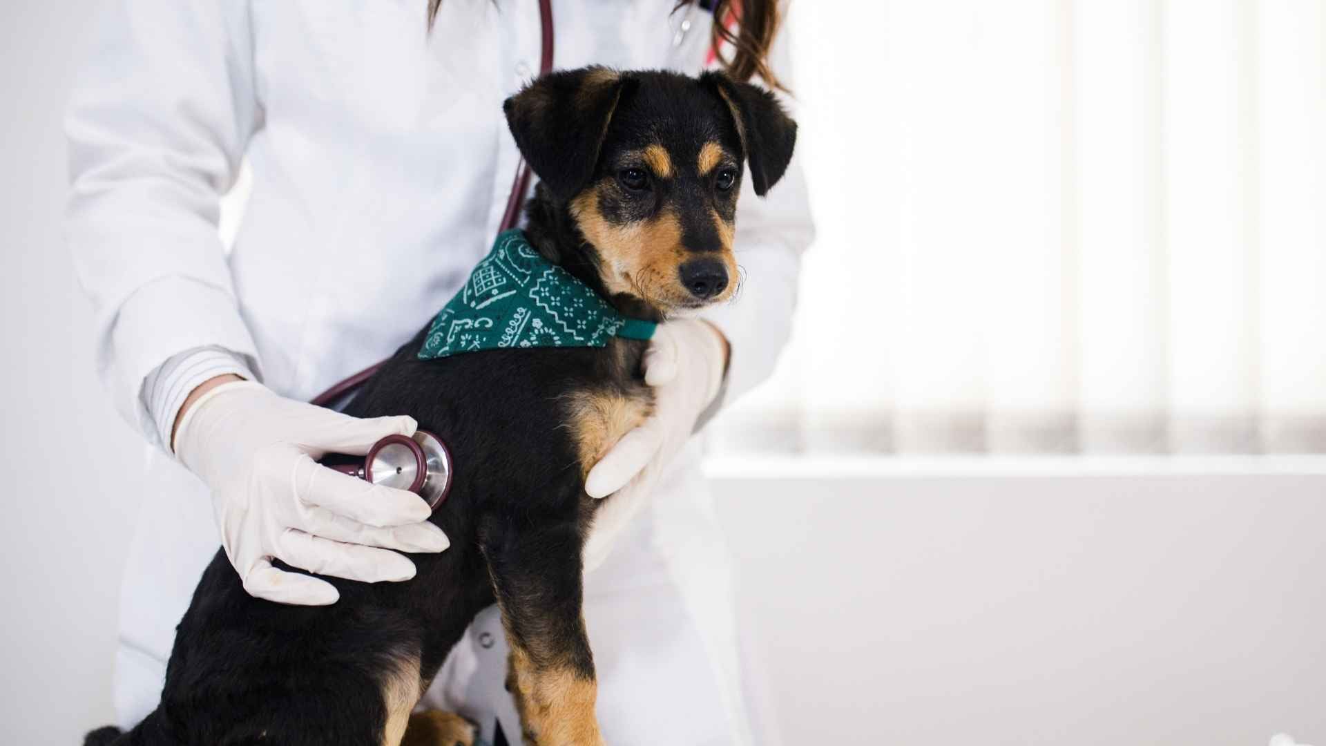 Perro en el veterinario